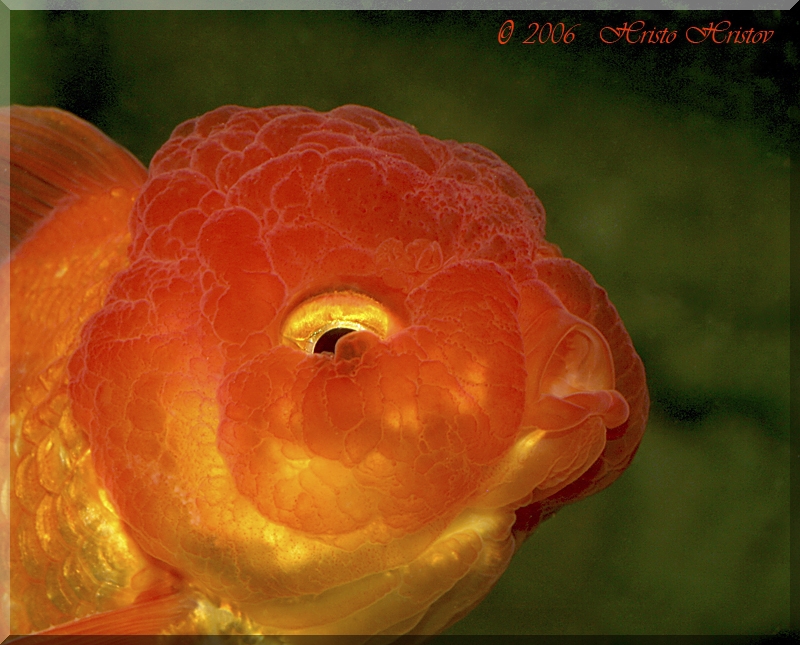 ,  ,  (Carassius auratus Red Oranda)