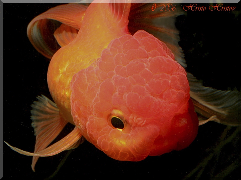     (Carassius auratus Red Oranda)