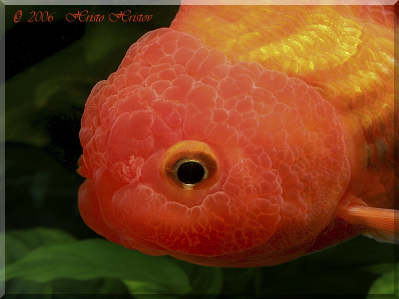  ,   (Carassius auratus Red Oranda)