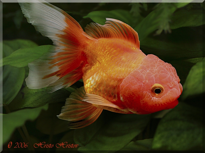  ,  (Carassius auratus Red Oranda)