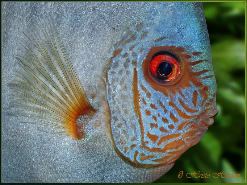    (Symphysodon Discus Cobalt Snake)