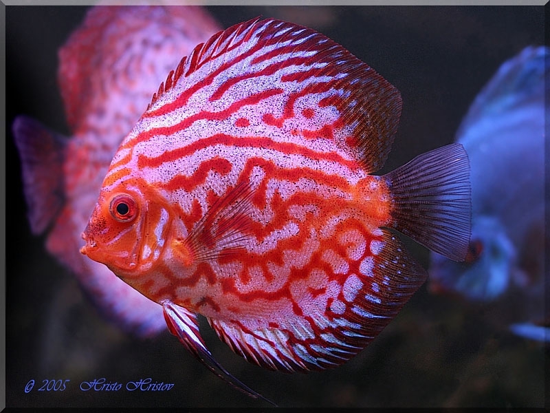    (Symphysodon Discus Pigeon Blood)