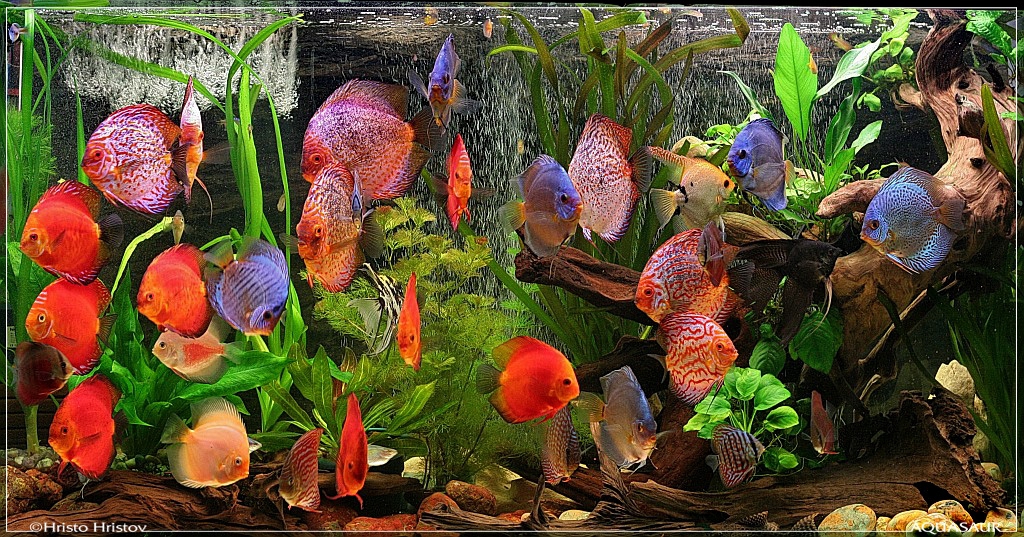 aquafanat.com.ua-discus-rainbows%20tank3