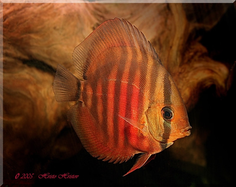 aquafanat.com.ua-discus-sanmerah-01.jpg